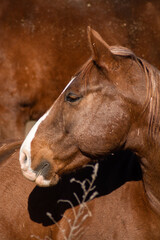 Naklejka premium portrait of a horse