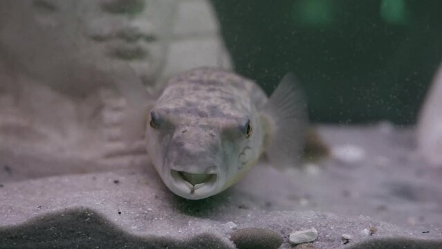 Fahaka pufferfish (Tetraodon lineatus) in aquarium