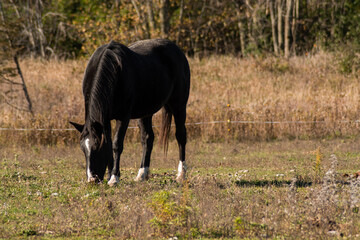 Black horse with white on its face grazing in the field