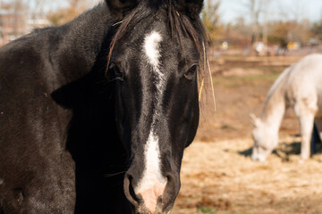 Obraz premium Close up of a Black horse with white on its face. Horse standing in a field.
