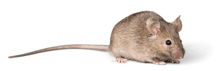 Gray mouse animal  on  background