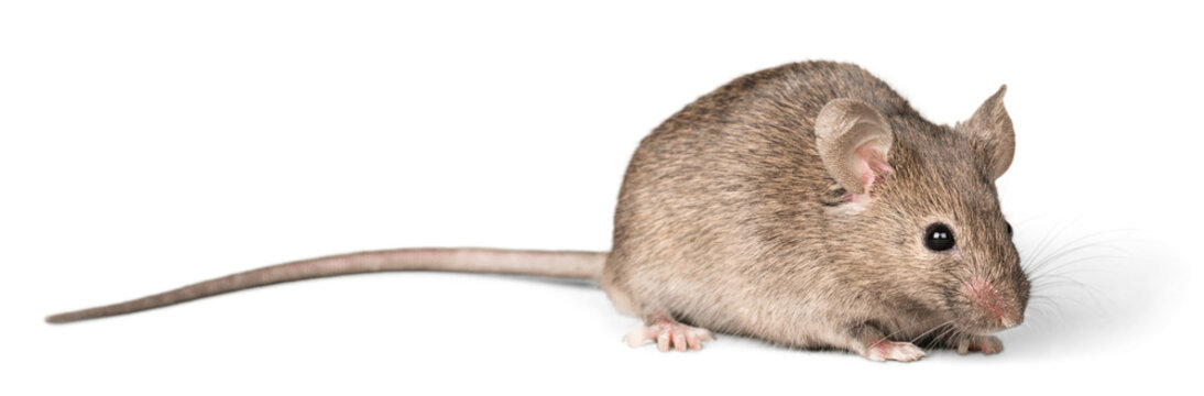 Gray mouse animal  on  background