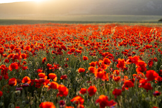Poppy field at the sunset