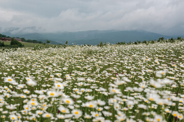 Chamomile field at the mountains