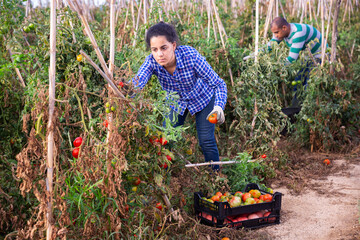 Positive woman harvesting ripe red tomatoes on the farmer field