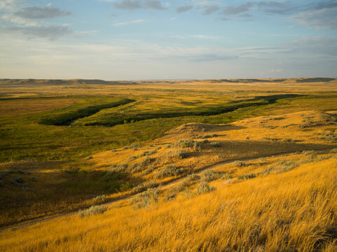 Native prairie grass in the summer.