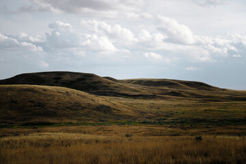 Native prairie grass in the summer.