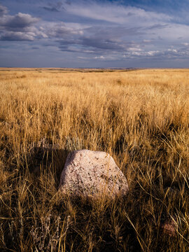 Native prairie grass in the summer.