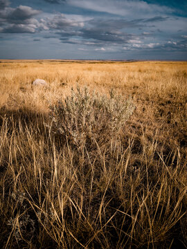 Native prairie grass in the summer.