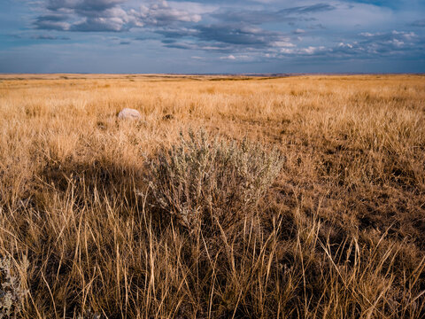 Native prairie grass in the summer.