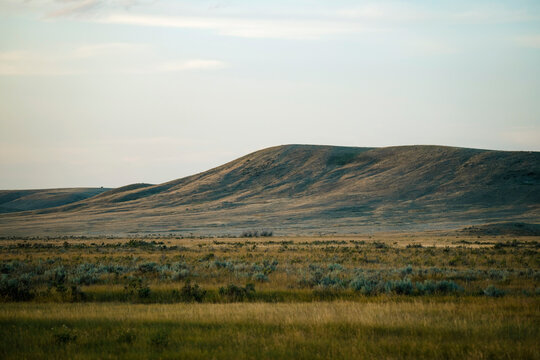 Native prairie grass in the summer.