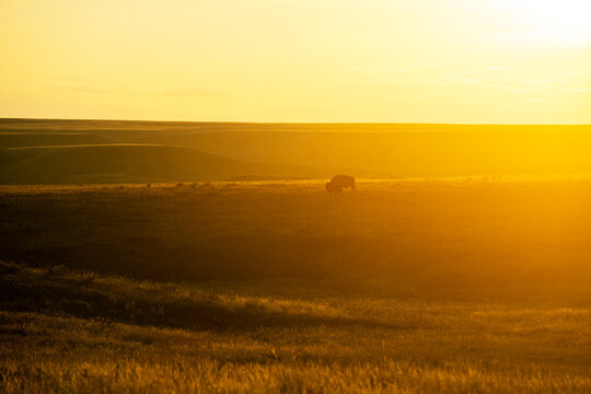 A bison grazes on grass.