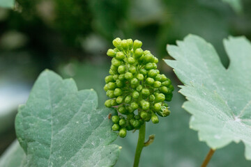 The grapes are flowering in home garden.