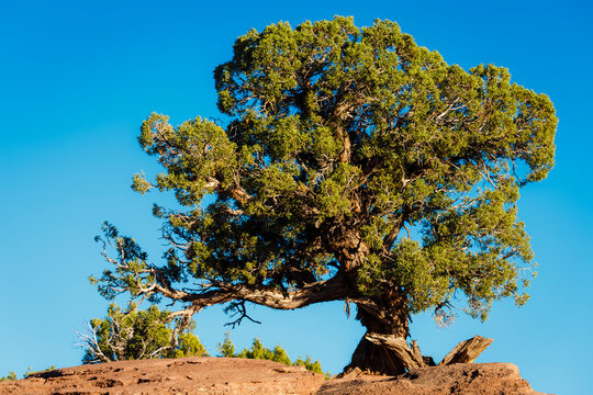 Lonely Juniper tree in Utah Park with blue sky , United States - Powered by Adobe