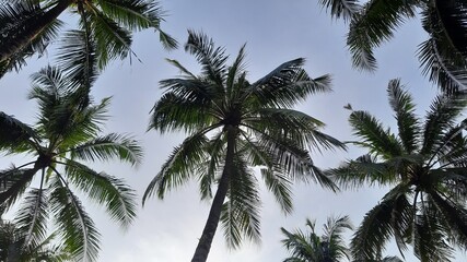 Naklejka na ściany i meble Coconut trees against blue sky
