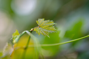 Grape leaves in home garden