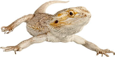 Lizard isolated on white background