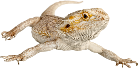 Lizard isolated on white background