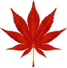 red Autumn Leaves Transparent png Material