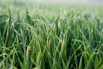 Obraz premium Young wheat plants growing on the soil, Amazingly beautiful endless fields of green wheat grass go far to the horizon.