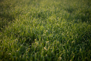 Fototapeta premium Young wheat plants growing on the soil, Amazingly beautiful endless fields of green wheat grass go far to the horizon.