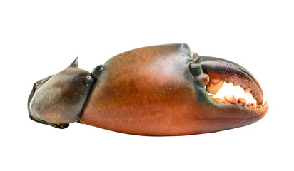 Crab claw isolated on transparent png
