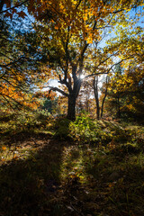 Fototapeta na wymiar Whimsical Tree in forest with Sun Shining through during the Autumn Season