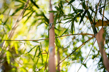 Green Bamboo plants in the forest.