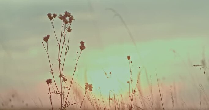 Branch of burdock at sunset. Wildflowers in the field at sunset, the rays of the sun illuminate the twigs and flowers. Field plants. 4k, ProRes