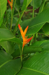 planta linda litoral do brasil 