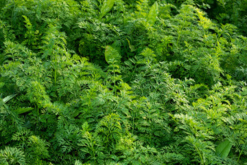 Carrot plants are growing in the vegetable garden. Agriculture background with green carrot leaves.