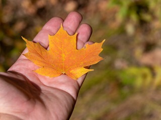hand holding leaf