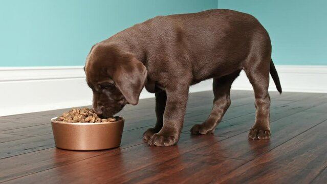 A cute 7 week old Chocolate Labrador Retriever puppy eating from a dog dish that is sitting on a dark hardwood floor with a white baseboard and green wall in the background