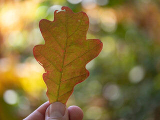 oak leaf