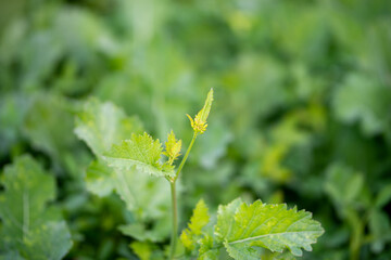 Young mustard plants are growing in the field.