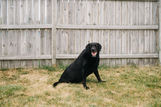 Black labrador retriever in the backyard