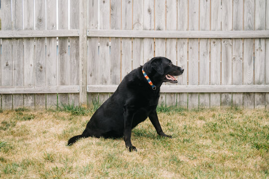 Dog with rainbow collar