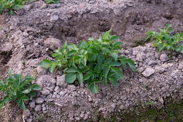 Healthy young potato plant in organic garden, Young potato plant growing on the soil, Rows of young potato plants on the field.