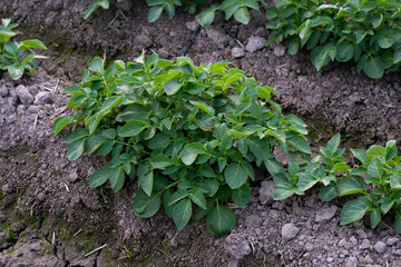 Healthy young potato plant in organic garden, Young potato plant growing on the soil, Rows of young potato plants on the field.