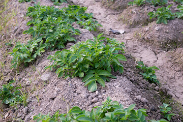 Healthy young potato plant in organic garden, Young potato plant growing on the soil, Rows of young potato plants on the field.