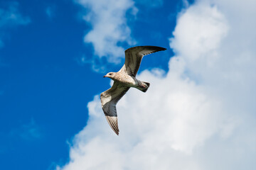 Seagull flying