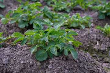 Healthy young potato plant in organic garden, Young potato plant growing on the soil, Rows of young potato plants on the field.