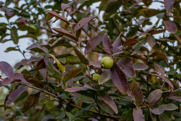 Guava fruit trees in an organic tropical garden, Guava garden with a large number of guava plants, agriculture background.