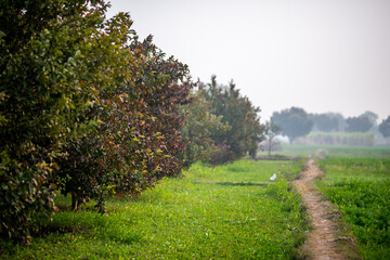 Guava fruit trees in an organic tropical garden, Guava garden with a large number of guava plants, agriculture background.