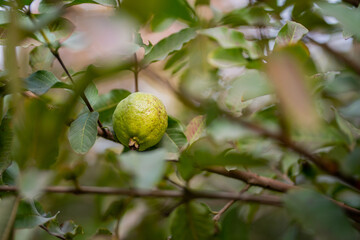 Guava fruit trees in an organic tropical garden, Guava garden with a large number of guava plants, agriculture background.