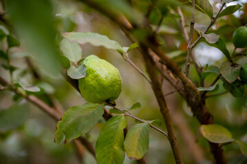 Guava fruit trees in an organic tropical garden, Guava garden with a large number of guava plants, agriculture background.