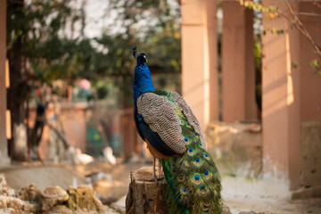 Beautiful peacock. Peacock showing its tail, Peacock with spread wings in profile