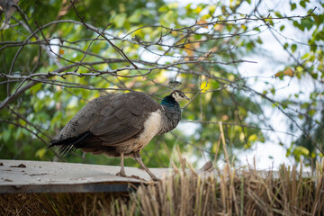 Beautiful peacock. Peacock showing its tail, Peacock with spread wings in profile.