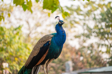 Obraz premium Beautiful peacock. Peacock showing its tail, Peacock with spread wings in profile