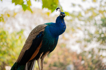 Beautiful peacock. Peacock showing its tail, Peacock with spread wings in profile
